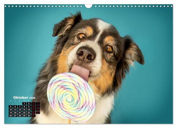 Produktbild: S&uuml;&szlig;e Schnauzen (Wandkalender 2026 DIN A3 quer), CALVENDO Monatskalender