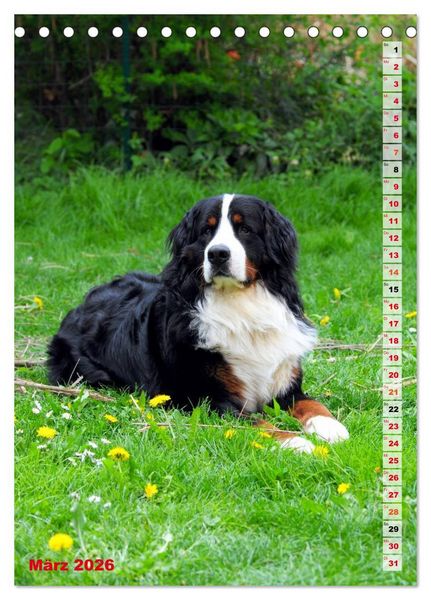 Produktbild: B&Auml;R - Der Berner Sennenhund (Tischkalender 2026 DIN A5 hoch), CALVENDO Monatskalender