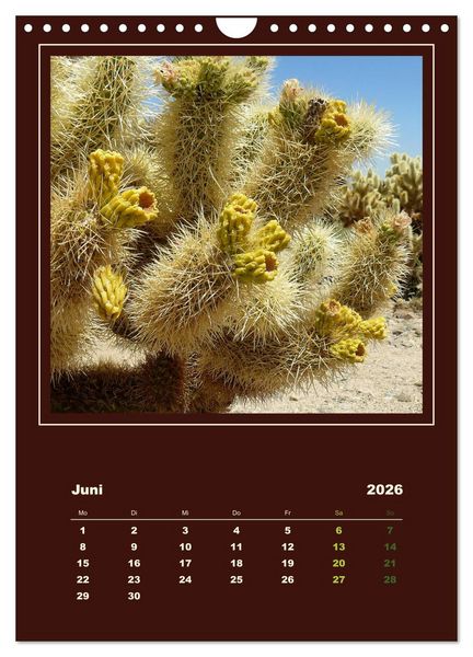 Produktbild: Wilde Kakteen Amerikas (Wandkalender 2026 DIN A4 hoch), CALVENDO Monatskalender