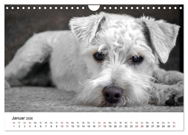Produktbild: Total gechillte Hunde (Wandkalender 2026 DIN A4 quer), CALVENDO Monatskalender