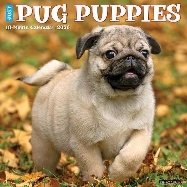 Produktbild: Pug Puppies 2026 12 X 12 Wall Calendar