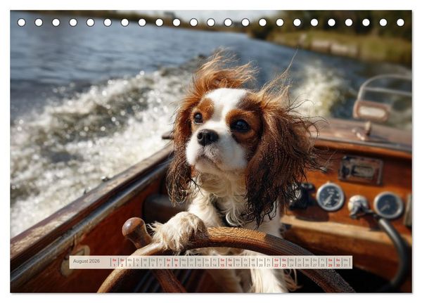 Produktbild: Cavalier King Charles Spaniel. Die lustigsten Cavalier Momente des Jahres. (Tischkalender 2026 DIN A5 quer), CALVENDO Monatskalender