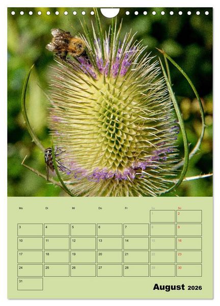 Produktbild: Bienenplaner (Wandkalender 2026 DIN A4 hoch), CALVENDO Monatskalender