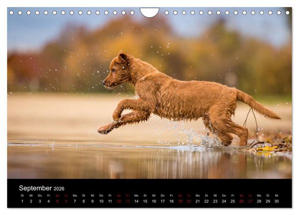 Produktbild: Toller - Nova Scotia Duck Tolling Retriever (Wandkalender 2026 DIN A4 quer), CALVENDO Monatskalender