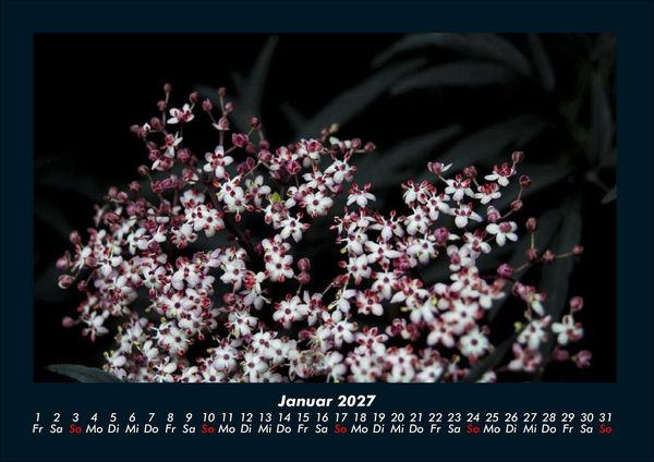 Produktbild: Blumenkalender 2027 Fotokalender DIN A4
