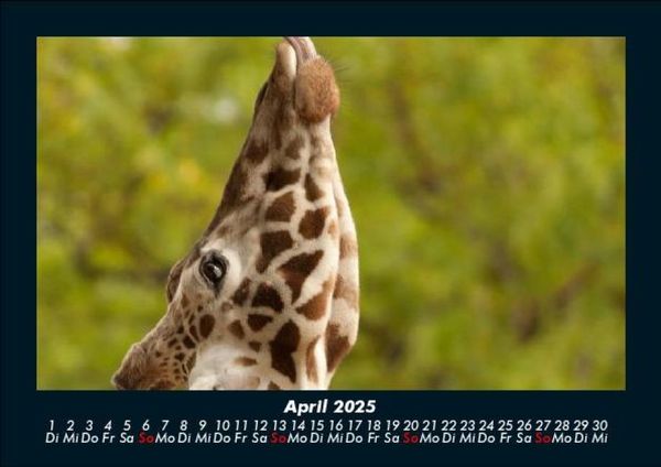 Produktbild: Giraffen 2025 Fotokalender DIN A5