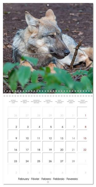 Produktbild: Wolves - fascinating wild animals (Wall Calendar 2026 12 &times; 12 Inch) CALVENDO 12 Month Wall Calendar