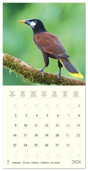 Produktbild: Royaume de nature Costa Rica (Calendrier mural carr&eacute; 2026 30x30 cm) Calendrier double avec une page pour vos prises de notes