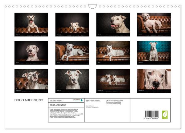 Produktbild: DOGO ARGENTINO (Wandkalender 2026 DIN A3 quer), CALVENDO Monatskalender