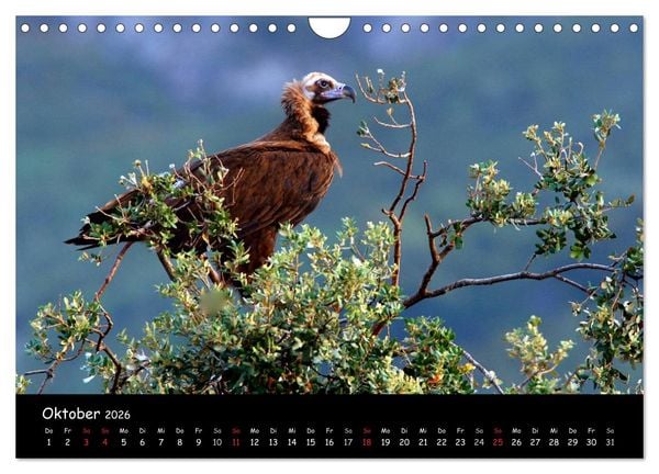 Produktbild: Unter Geiern auf Mallorca: Ein Projekt der Naturschutzstiftung Vida Silvestre Mediterr&aacute;nea (Wandkalender 2026 DIN A4 quer), CALVENDO Monatskalender