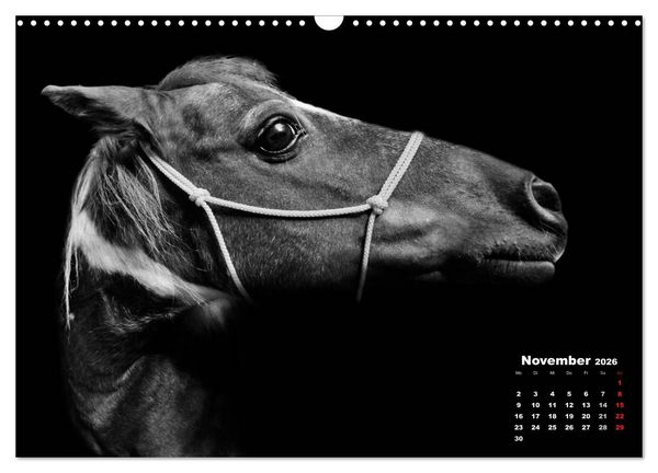 Produktbild: Pferde zwischen Licht und Schatten (Wandkalender 2026 DIN A3 quer), CALVENDO Monatskalender