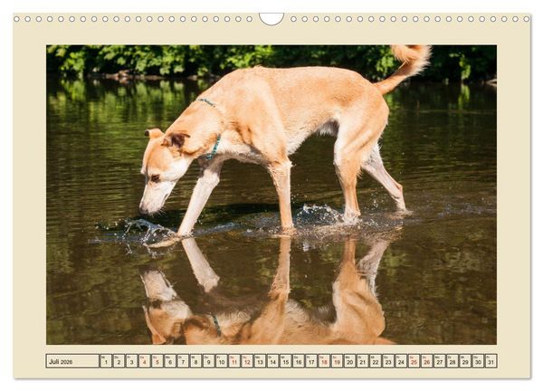 Produktbild: Mit dem Windhund unterwegs im zauberhaften Bergischen Land (Wandkalender 2026 DIN A3 quer), CALVENDO Monatskalender