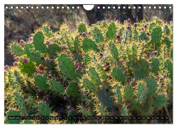 Produktbild: Grandioses Canaria (Wandkalender 2026 DIN A4 quer), CALVENDO Monatskalender