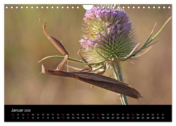 Produktbild: Faszination Gottesanbeterin - Die Welt der Mantis (Wandkalender 2026 DIN A4 quer), CALVENDO Monatskalender