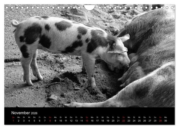 Produktbild: Das Leben der Schweine (Wandkalender 2026 DIN A4 quer), CALVENDO Monatskalender