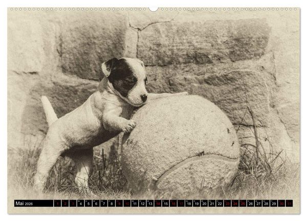 Produktbild: Parson Jack Russel Welpen (Wandkalender 2026 DIN A2 quer), CALVENDO Monatskalender