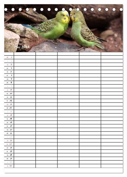 Produktbild: Wellensittiche (Tischkalender 2026 DIN A5 hoch), CALVENDO Monatskalender