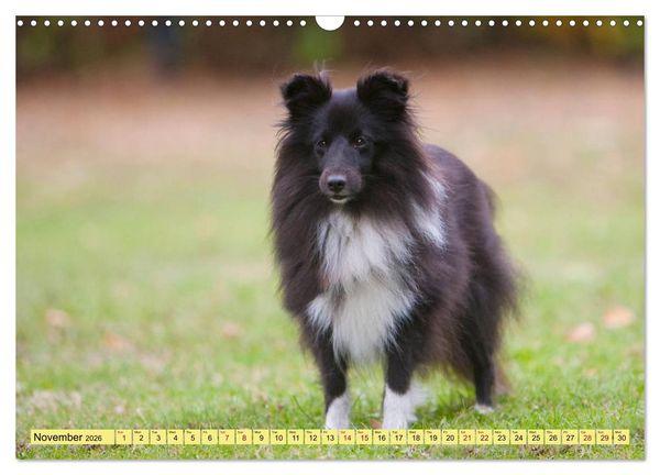 Produktbild: Shetland Sheepdogs - Sweet little charmers (Wall Calendar 2026 DIN A3 landscape), CALVENDO 12 Month Wall Calendar