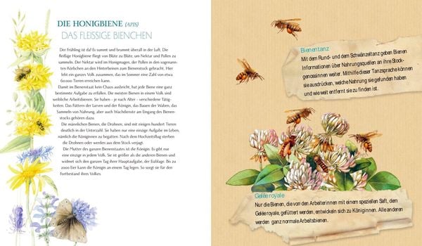 Produktbild: Schmetterling, Hummel und Maik&auml;fer