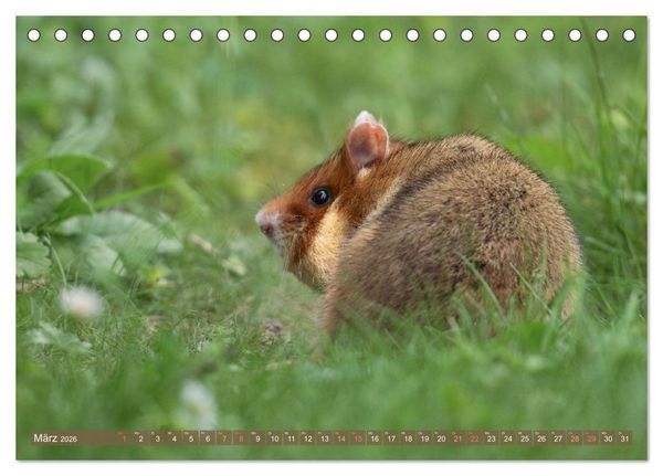 Produktbild: Feldhamster Herbert Kleine Pfoten, gro&szlig;e Pers&ouml;nlichkeit (Tischkalender 2026 DIN A5 quer), CALVENDO Monatskalender