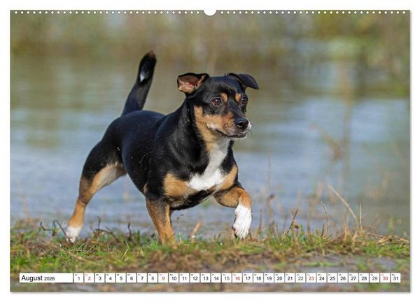 Produktbild: 100000 Volt auf vier Pfoten - Jack und Parson Russell Terrier (Wandkalender 2026 DIN A2 quer), CALVENDO Monatskalender