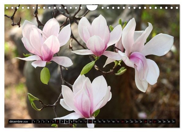 Produktbild: Magnolias en fleur (Calendrier mural 2026 DIN A4 vertical), CALVENDO calendrier mensuel