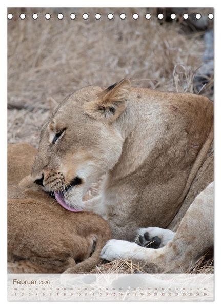 Produktbild: L&ouml;wen in Sabi Sands (Tischkalender 2026 DIN A5 hoch), CALVENDO Monatskalender