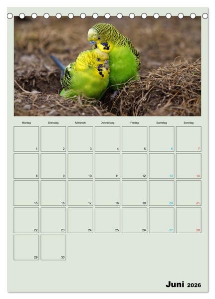 Produktbild: Wellensittiche Terminplaner (Tischkalender 2026 DIN A5 hoch), CALVENDO Monatskalender