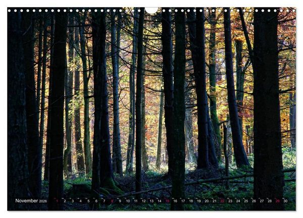 Produktbild: Erleuchtung im Wald (Wandkalender 2026 DIN A3 quer), CALVENDO Monatskalender