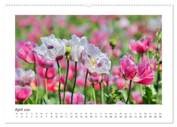 Produktbild: Mohn, Bl&uuml;tenzauber in Rosa, Pink und Wei&szlig; (Wandkalender 2026 DIN A2 quer), CALVENDO Monatskalender
