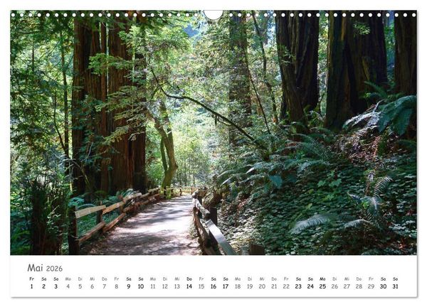 Produktbild: Wald - bezaubernde W&auml;lder (Wandkalender 2026 DIN A3 quer), CALVENDO Monatskalender