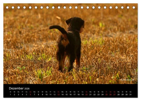 Produktbild: Airedale Terrier Welpen (Tischkalender 2026 DIN A5 quer), CALVENDO Monatskalender