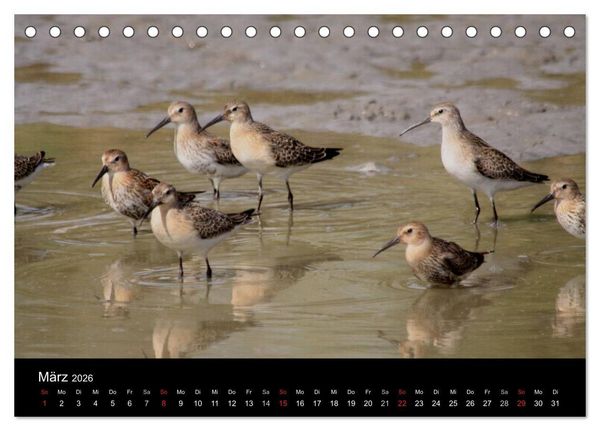 Produktbild: Limikolen Watv&ouml;gel auf dem Zug (Tischkalender 2026 DIN A5 quer), CALVENDO Monatskalender