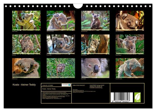 Produktbild: Koala - kleiner Teddy (Wandkalender 2026 DIN A4 quer), CALVENDO Monatskalender