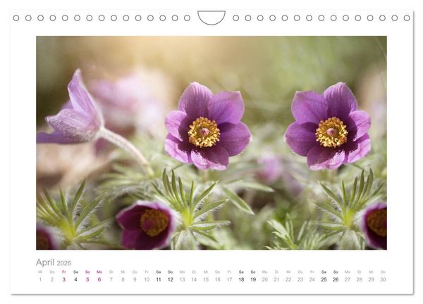 Produktbild: Blumen zart und sch&ouml;n (Wandkalender 2026 DIN A4 quer), CALVENDO Monatskalender