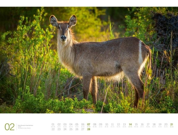 Produktbild: Afrika Gallery Kalender 2027