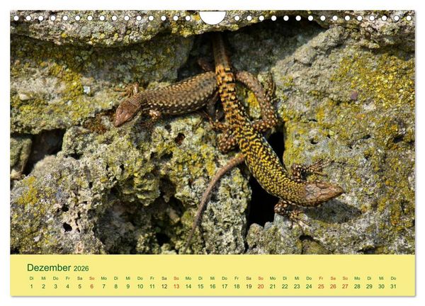Produktbild: Flinke Eidechsen (Wandkalender 2026 DIN A4 quer), CALVENDO Monatskalender