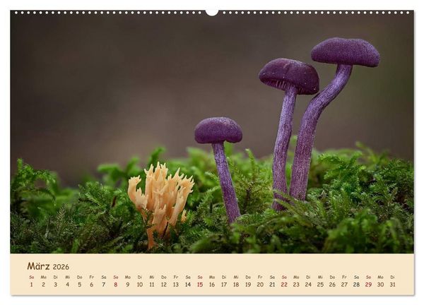Produktbild: Pilzgalerie - Eindrucksvolle Aufnahmen von unseren heimischen Pilzen (Wandkalender 2026 DIN A2 quer), CALVENDO Monatskalender