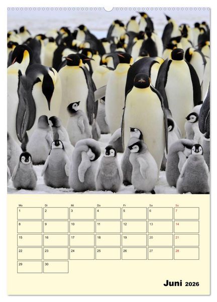 Produktbild: Pinguine. Wackeln im Thermo-Frack (Wandkalender 2026 DIN A2 hoch), CALVENDO Monatskalender