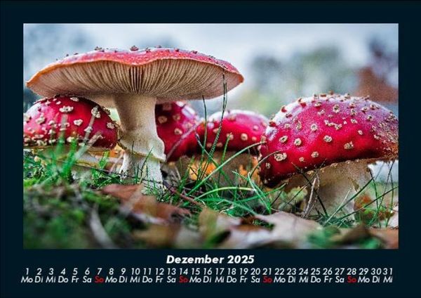Produktbild: Pilzkalender 2025 Fotokalender DIN A5