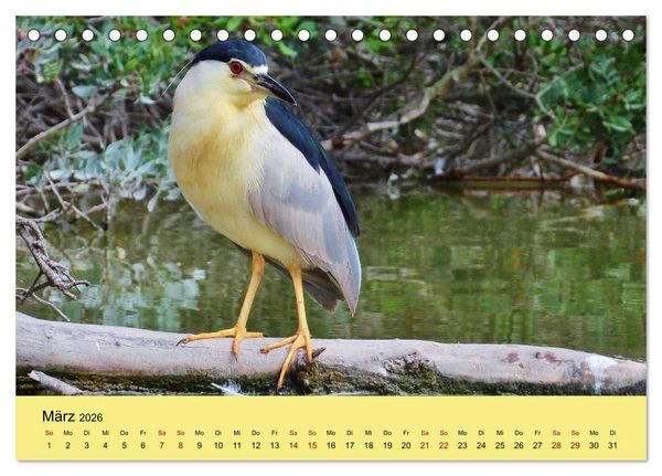 Produktbild: Flamingo und Co - Faszinierende Vogelwelt S&uuml;dfrankreichs (Tischkalender 2026 DIN A5 quer), CALVENDO Monatskalender