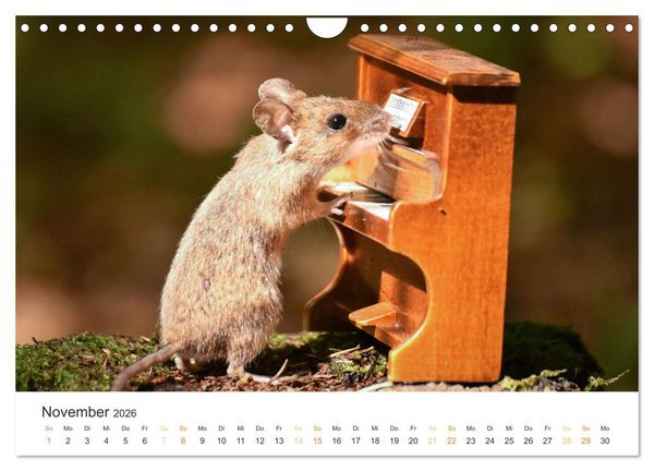 Produktbild: Geheimes Waldleben (Wandkalender 2026 DIN A4 quer), CALVENDO Monatskalender