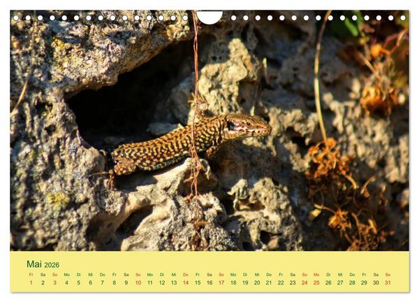 Produktbild: Flinke Eidechsen (Wandkalender 2026 DIN A4 quer), CALVENDO Monatskalender
