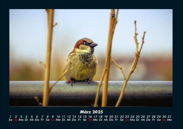 Produktbild: V&ouml;gel 2025 Fotokalender DIN A4