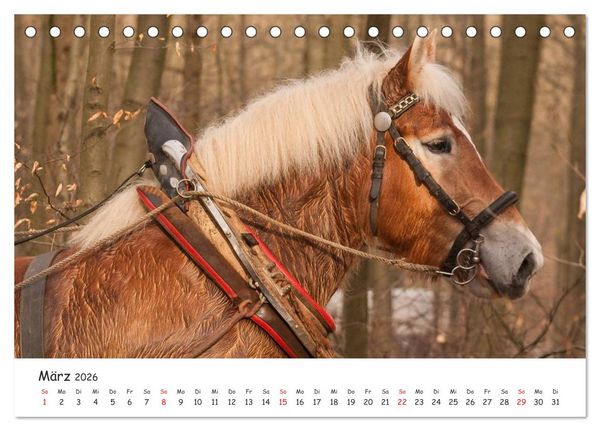 Produktbild: Kaltblut - schwere Pferde mit Herz (Tischkalender 2026 DIN A5 quer), CALVENDO Monatskalender