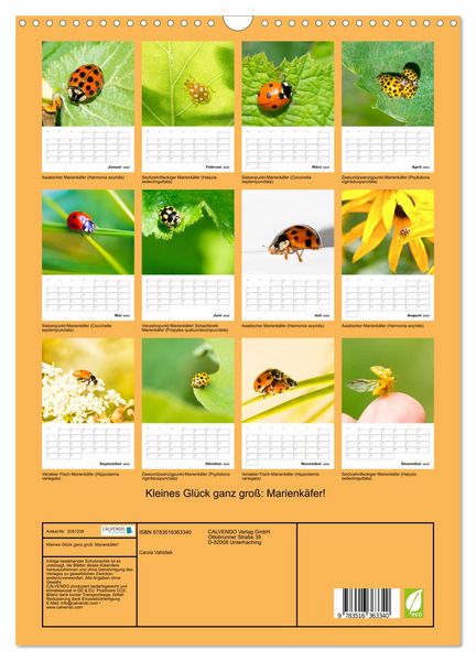 Produktbild: Kleines Gl&uuml;ck ganz gro&szlig;: Marienk&auml;fer! (Wandkalender 2026 DIN A3 hoch), CALVENDO Monatskalender