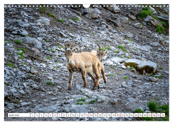 Produktbild: Steinb&ouml;cke - Majest&auml;tische Tiere der Alpen (Wandkalender 2026 DIN A3 quer), CALVENDO Monatskalender