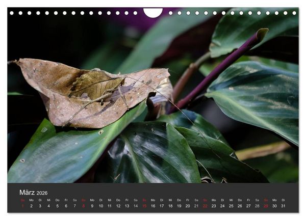 Produktbild: Costa Rica tierisch gut 2026 (Wandkalender 2026 DIN A4 quer), CALVENDO Monatskalender