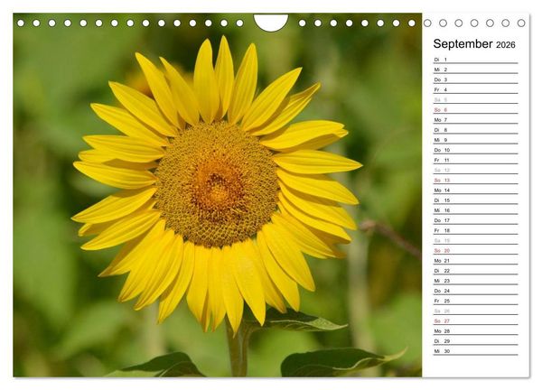 Produktbild: Ein Jahr lang Sonnenblumen (Wandkalender 2026 DIN A4 quer), CALVENDO Monatskalender