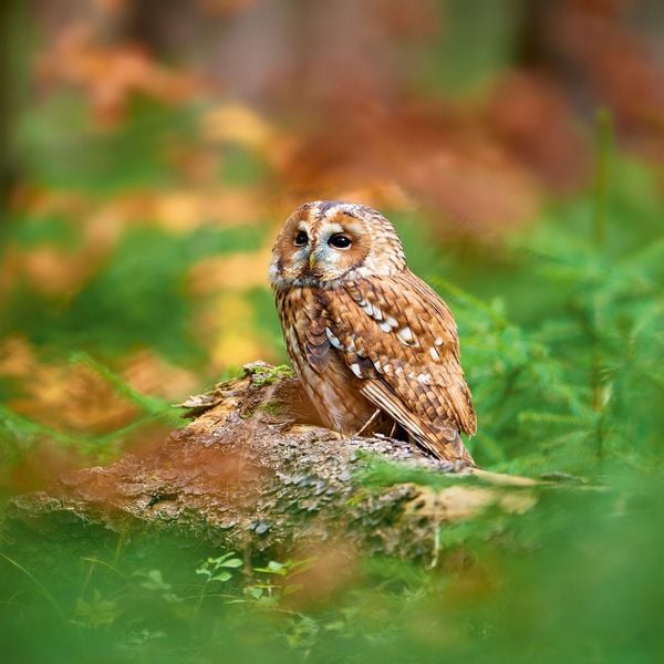 Produktbild: Magic Owls 2027